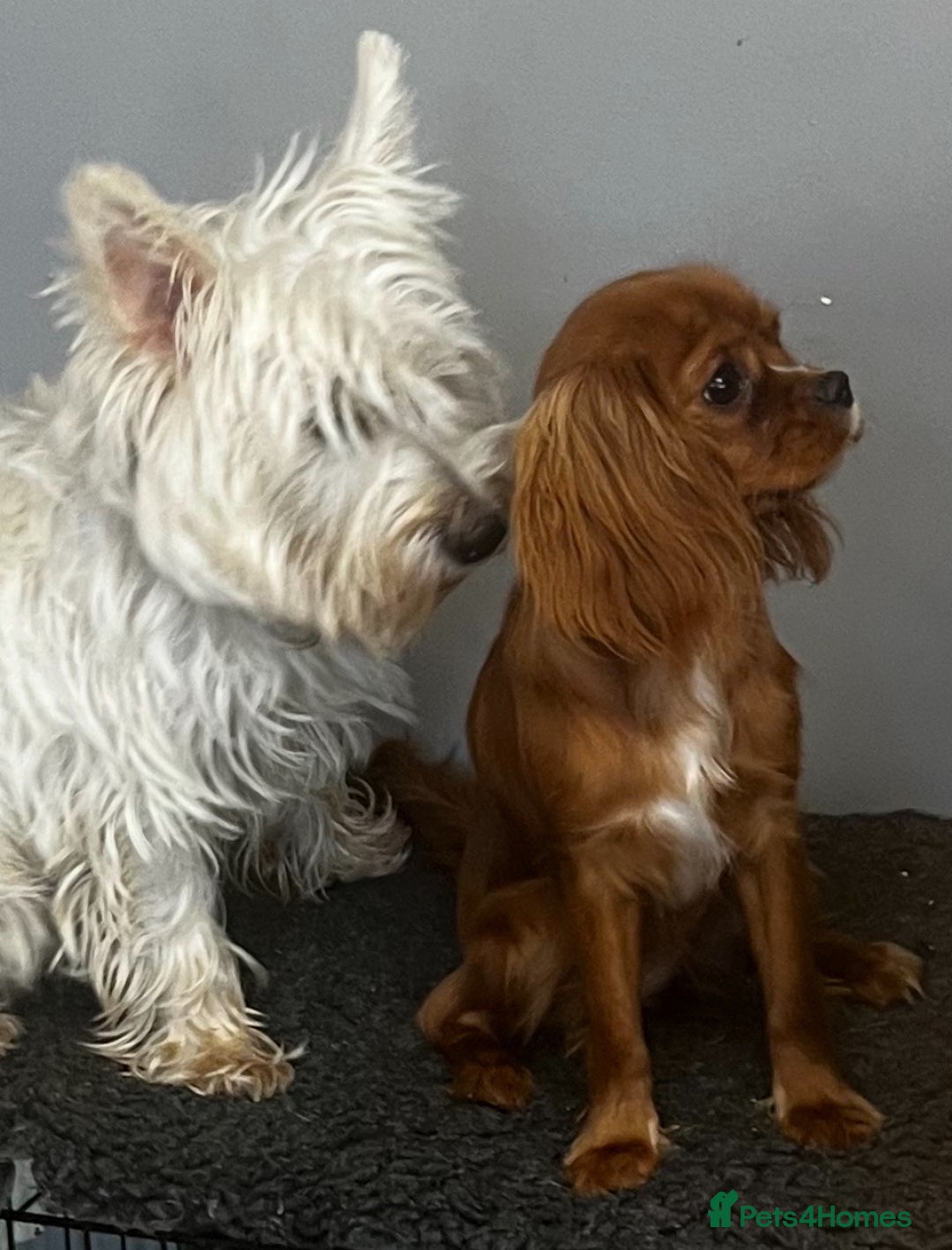 West Highland Terrier dogs for sale: west highland terrier  - Image 1