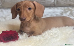 Miniature Dachshund dogs for sale: Kc reg min  Dachshund babies  - Image 11