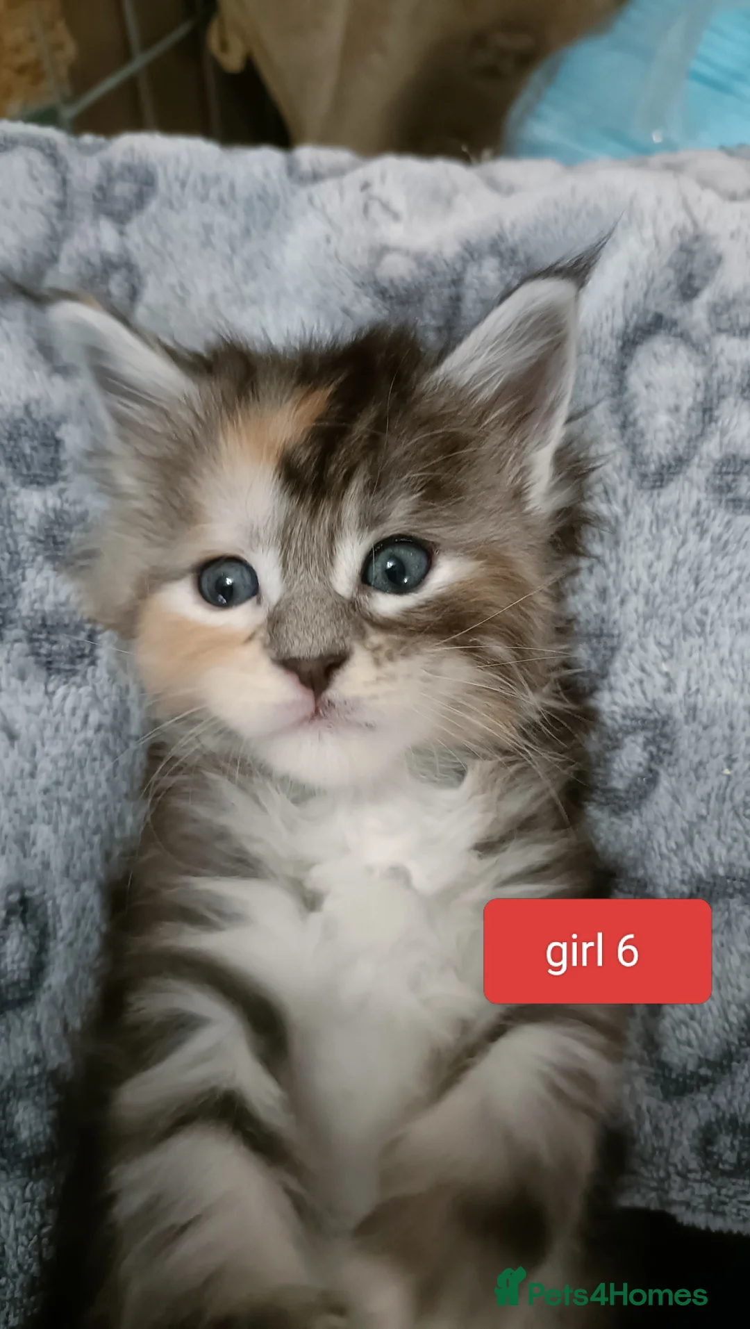 Maine Coon cats for sale: 😻😻😻Adorable fluffy Maine Coon kittens 😻😻😻 - Advert 26
