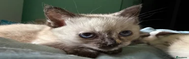 Ragdoll Coloured Girl 