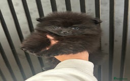 Pomeranian dogs for sale: Adorable bear faced fluffy merle Pomeranians - Image 8