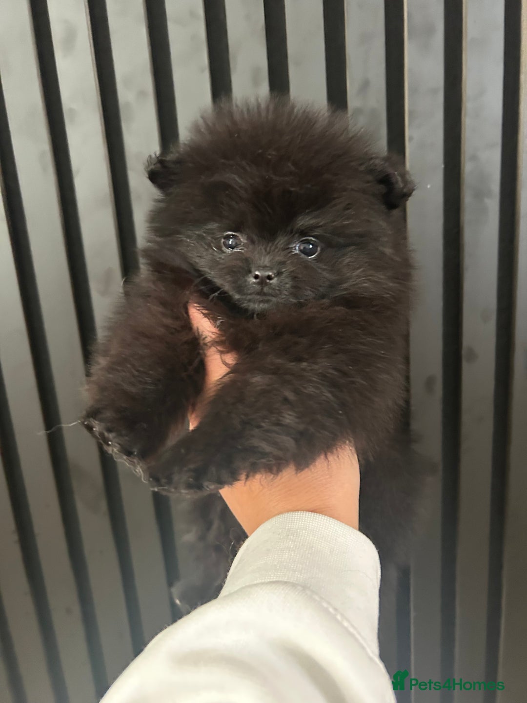 Pomeranian dogs for sale: Adorable bear faced fluffy merle Pomeranians - Image 8