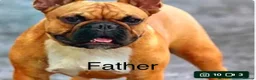 French Bulldog dogs for sale: Beautiful Litter of French Bulldogs  - Advert 24