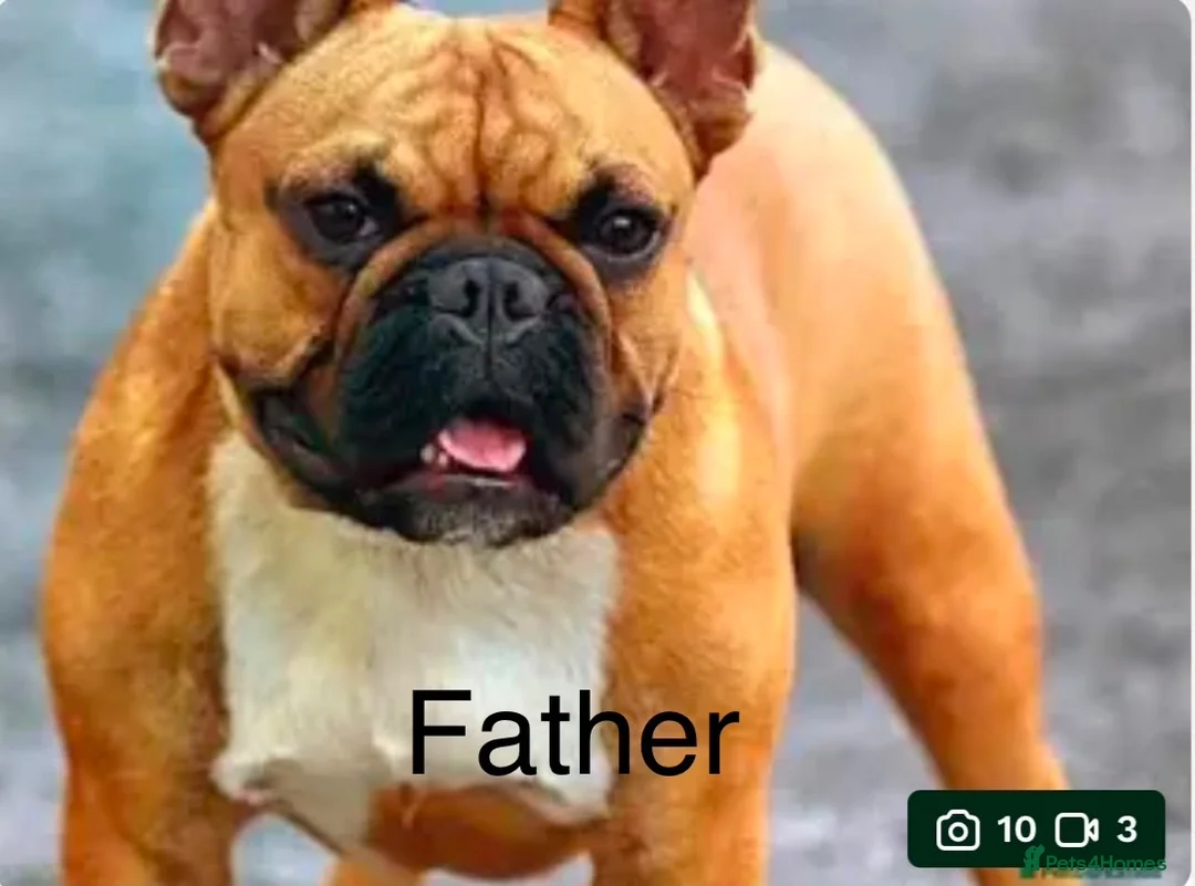 French Bulldog dogs for sale: Beautiful Litter of French Bulldogs  - Advert 24