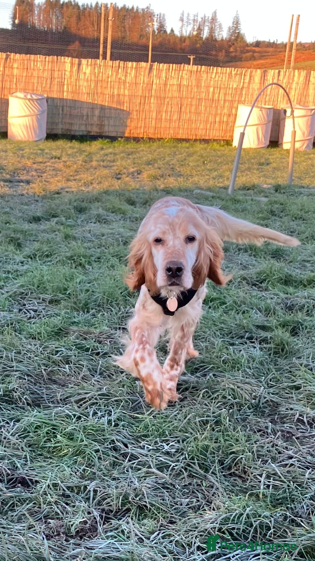 English Setter dogs for adoption: Hendy - Advert 1