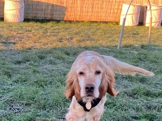 English Setter dogs Hendy - Advert 1