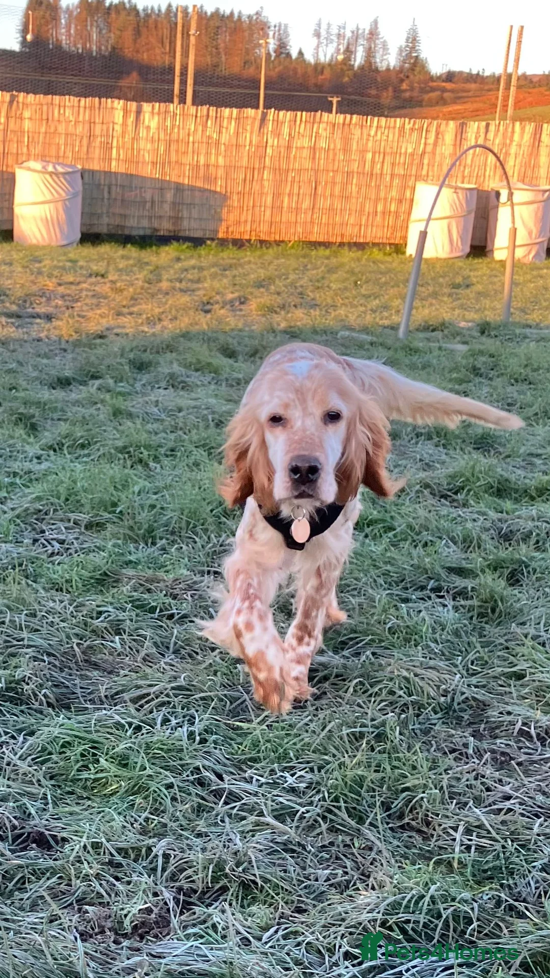 English Setter dogs for adoption: Hendy - Advert 1
