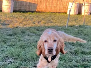 English Setter dogs Hendy - Advert 3