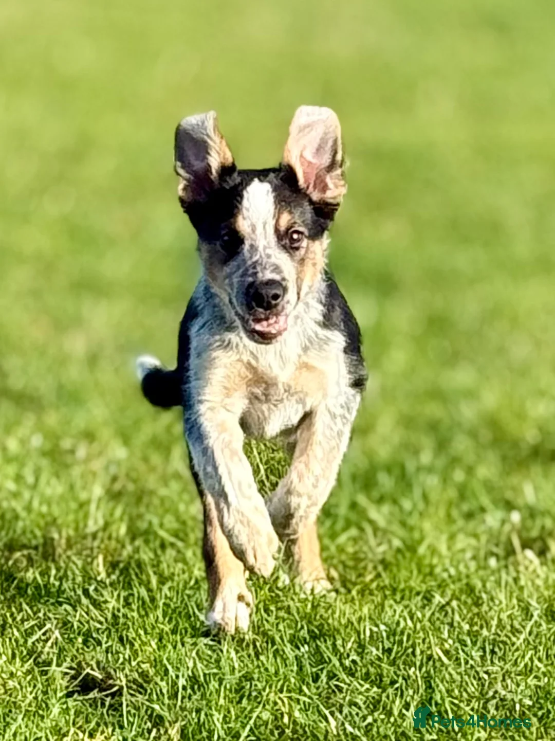 Border Collie dogs for sale: Buddy - Advert 9