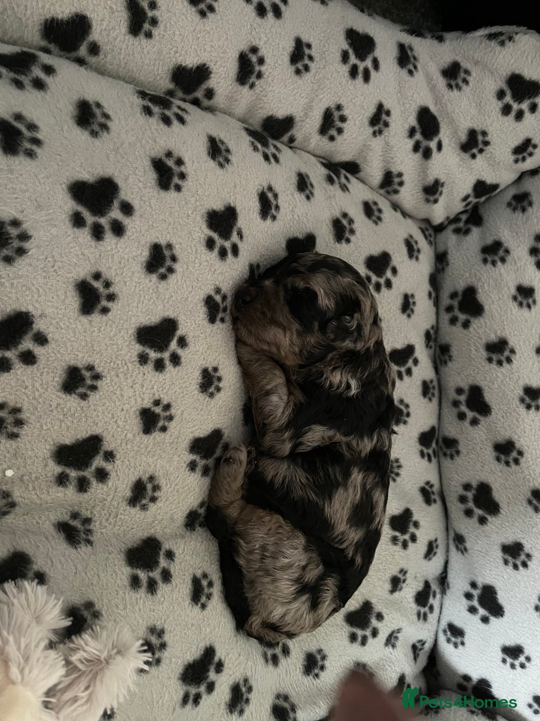 Cockapoo dogs for sale: 3 beautiful cockapoo puppies for sale  - Advert 7