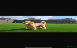 Goldendoodle dogs for sale: Stunning red goldendoodles - Advert 3