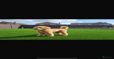 Goldendoodle dogs Stunning red goldendoodles - Advert 15