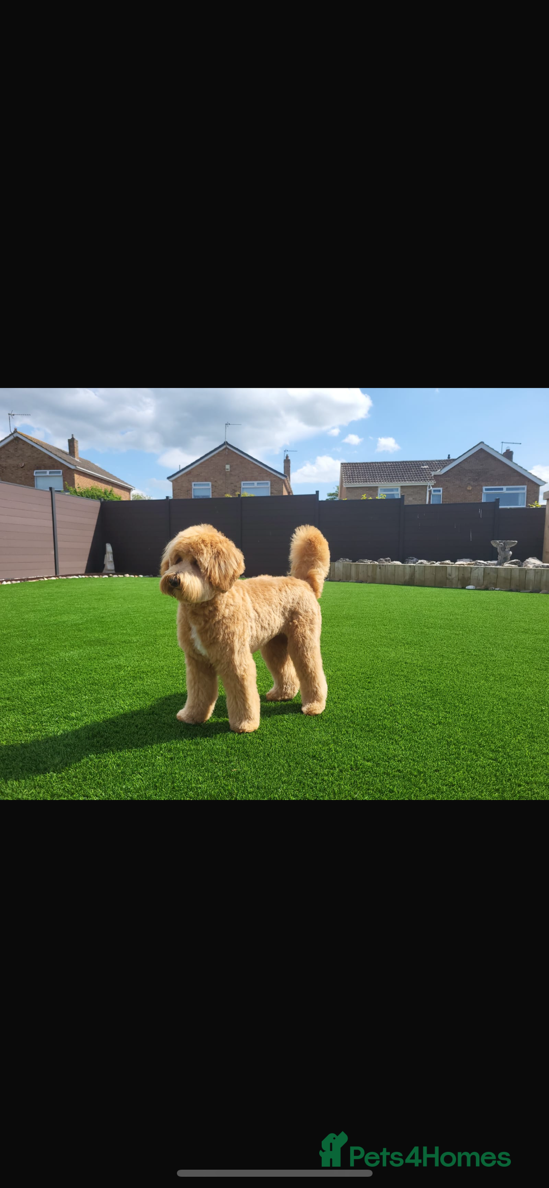 Goldendoodle dogs for sale: Stunning red goldendoodles - Advert 3