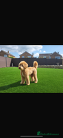 Goldendoodle dogs Stunning red goldendoodles - Advert 3