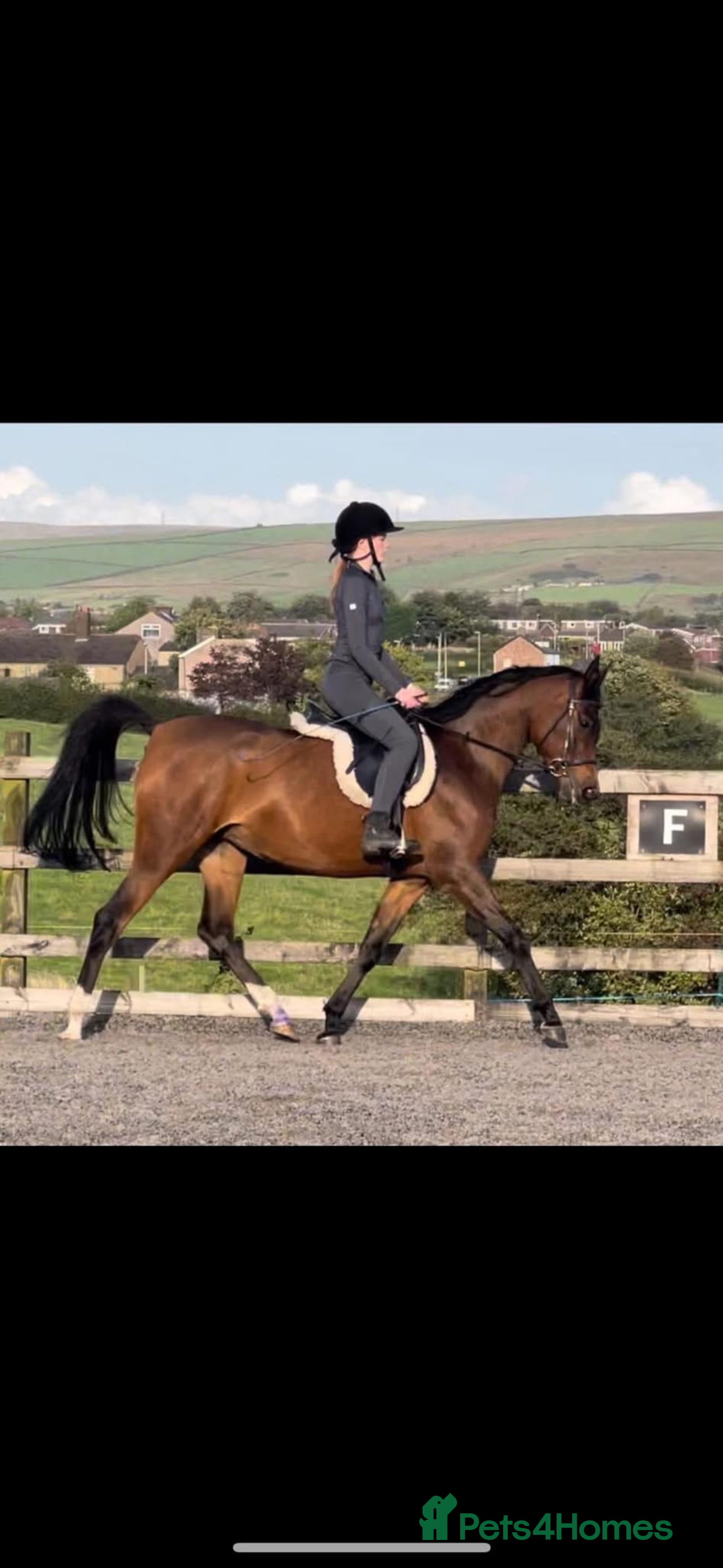 Arabian horse horses 15hh Bay Arabian Mare - Advert 1