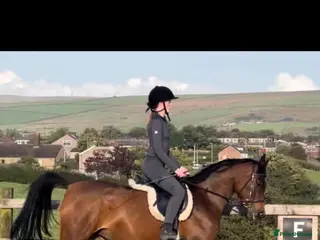 Arabian horse horses 15hh Bay Arabian Mare - Advert 1
