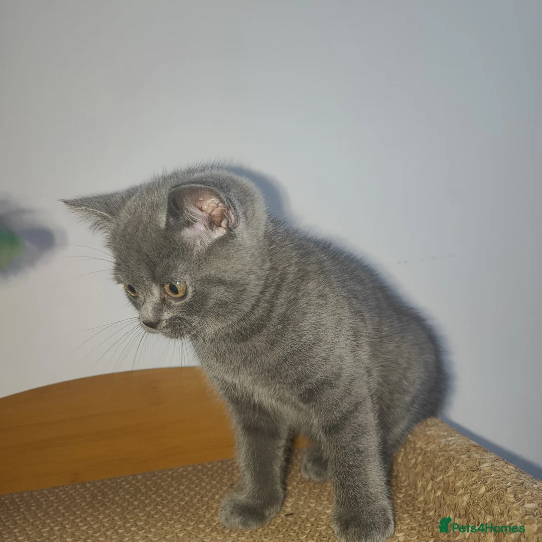 Scottish Fold cats for sale: 3 beautiful kittens - Advert 10