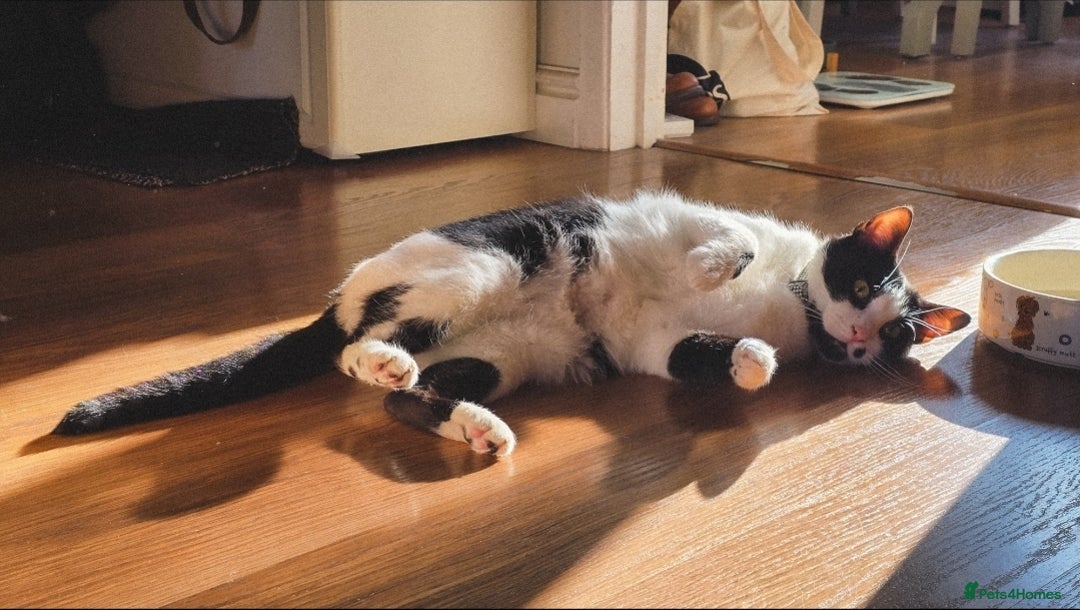Domestic Shorthair cats for sale: Oscar is looking for a new home - Image 2