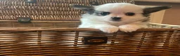 Chihuahua dogs for sale: Beautiful Chihuahuas girls in Bootle - Advert 2
