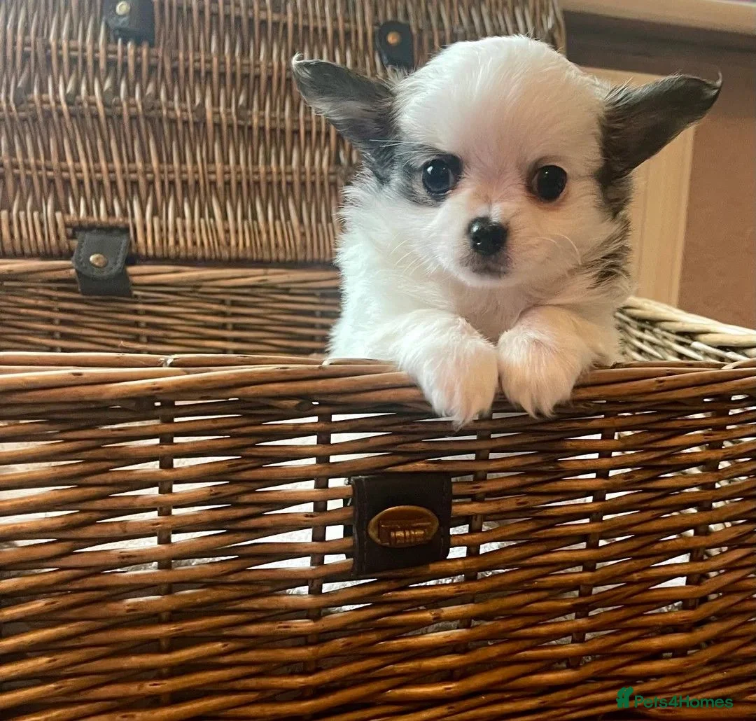 Chihuahua dogs for sale: Beautiful Chihuahuas girls in Bootle - Advert 2