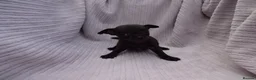 Chihuahua dogs for sale: Short Haired Chihuahua Apple Head KC Reg Puppies - Advert 32