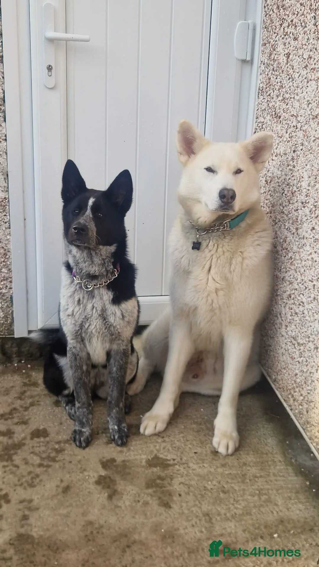 Huskita dogs for sale: Beautiful Huskita puppies - Advert 13