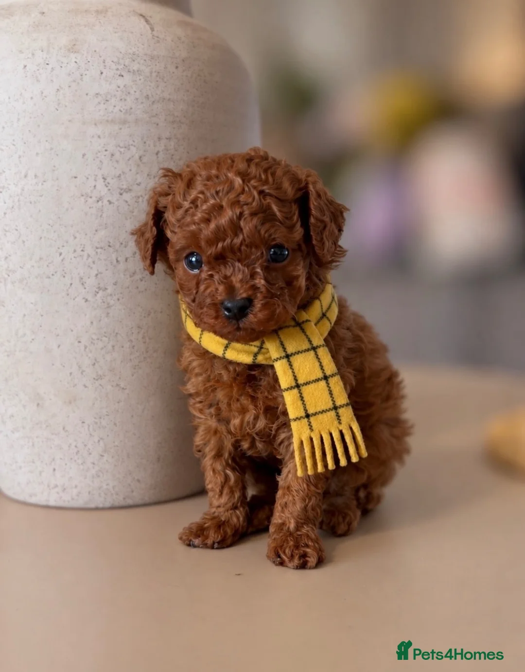 Toy Poodle dogs for sale: ✨ AN EXCEPTIONAL ASIAN TOY POODLE BOY ✨ - Advert 1