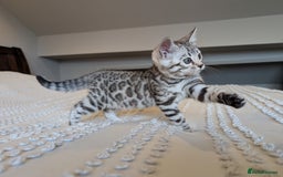 Bengal cats for sale: 🤍🩶🖤 Beautiful Bengal Kittens 🖤🩶🤍 - Image 15