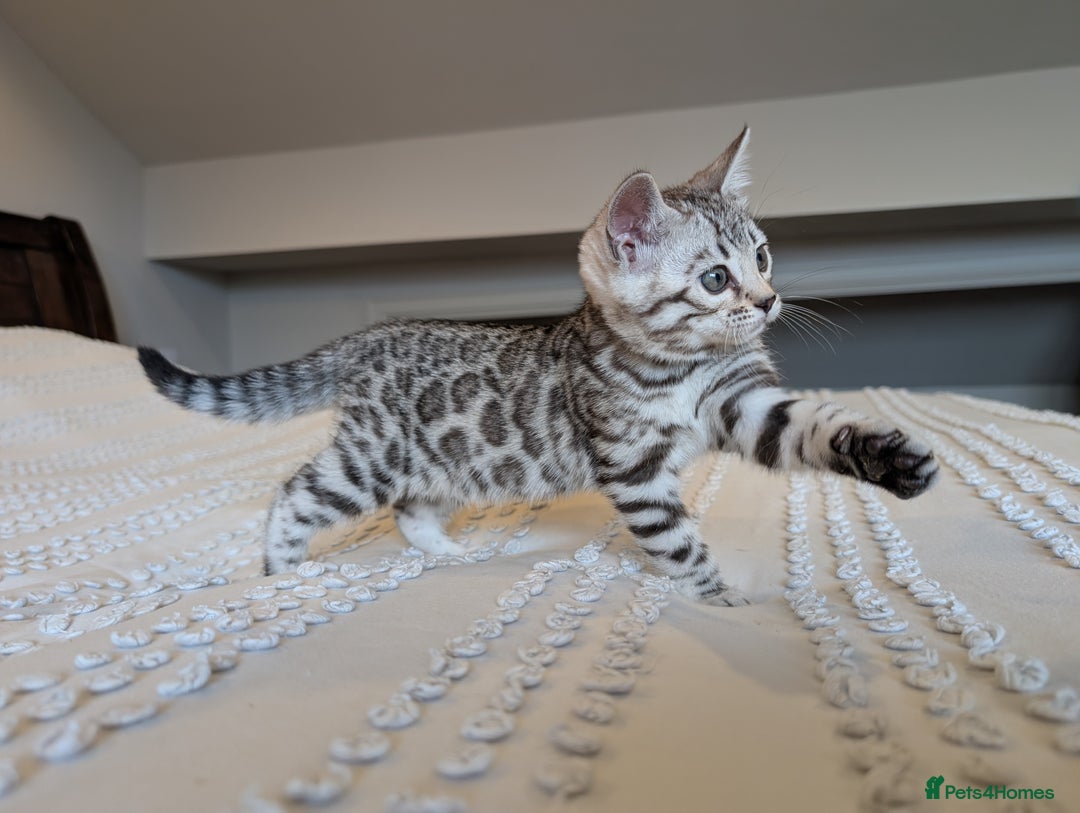 Bengal cats for sale: 🤍🩶🖤 Beautiful Bengal Kittens 🖤🩶🤍 - Image 15