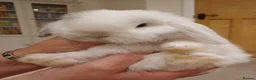 Mini Lop rabbits for sale: Adorable mini lop baby bunnies - Advert 11