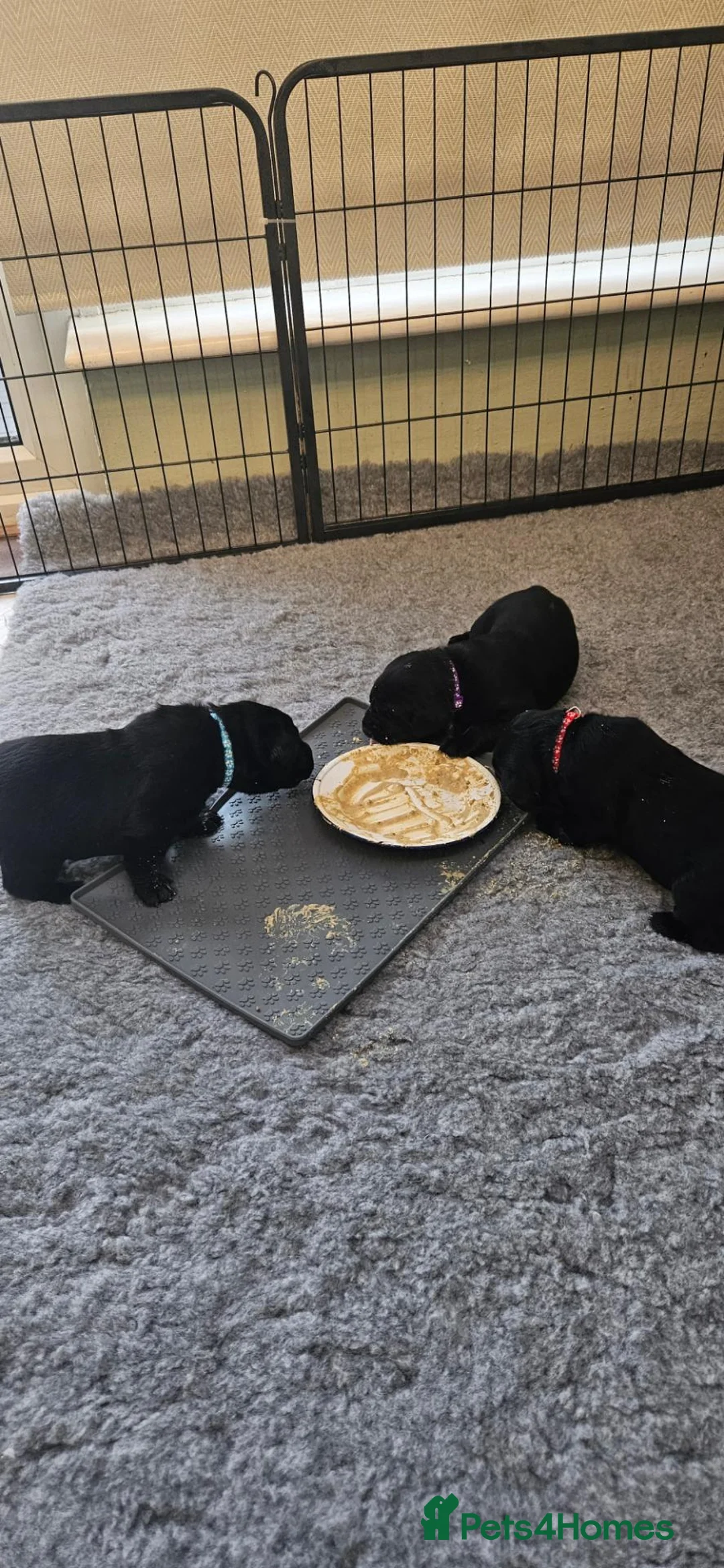 Labrador Retriever dogs for sale: Black labrador puppies for sale in Scarborough - Advert 20