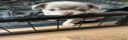 Chihuahua dogs for sale: Beautiful Chihuahua Puppies in Bristol - Advert 9