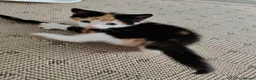 European cats for sale: Adorable Kittens  - Advert 2