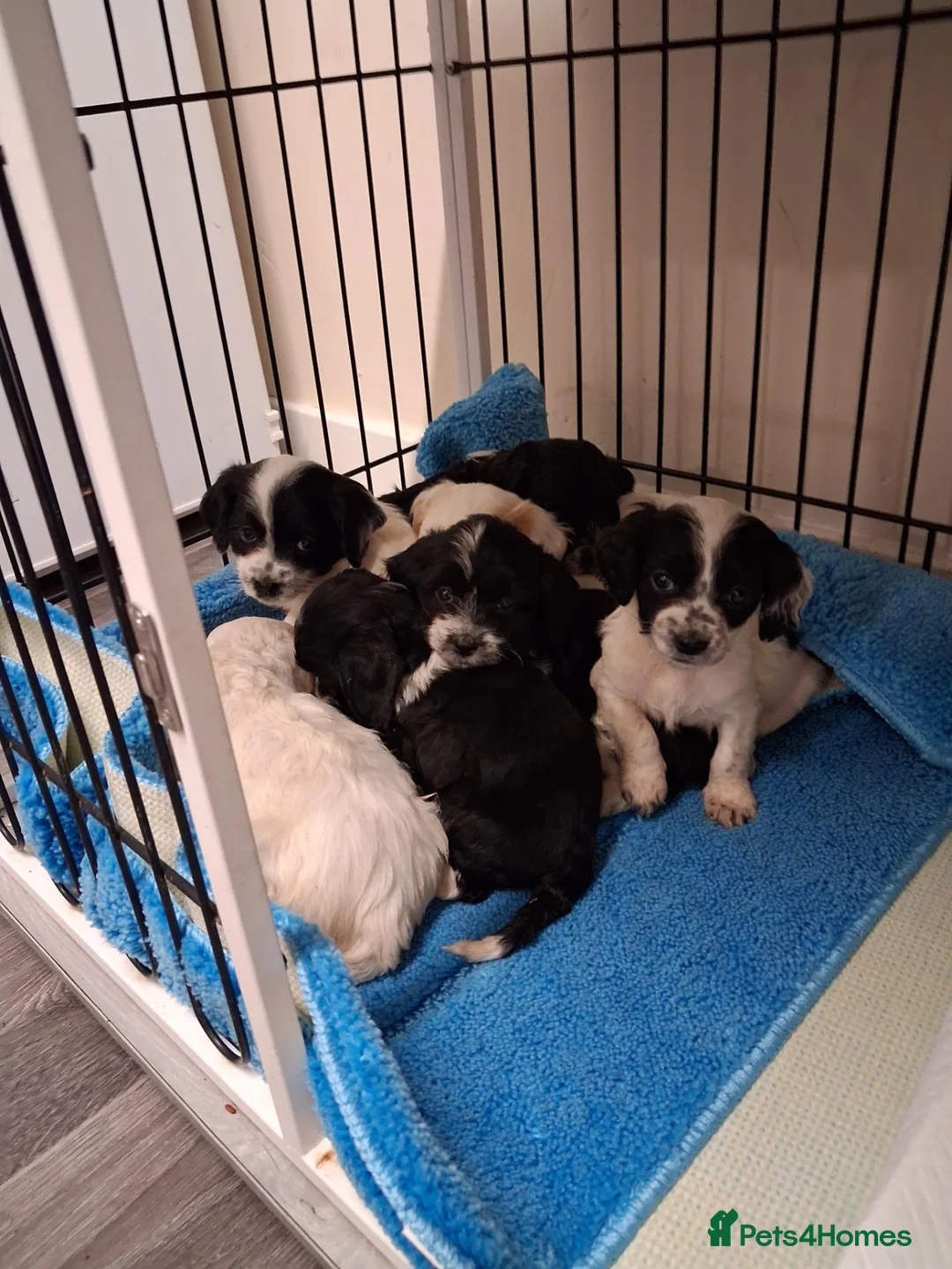 Jackapoo dogs for sale: Beautiful jackapoos puppies - Advert 2