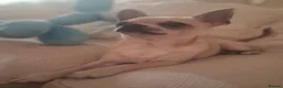 Jack Chi dogs for sale: Jack russel cross chihuahua puppies  - Advert 8