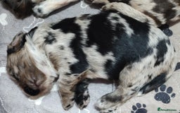 Sprocker dogs for sale: STRIKING SPROCKER SPANIEL PUPPIES  - Image 19