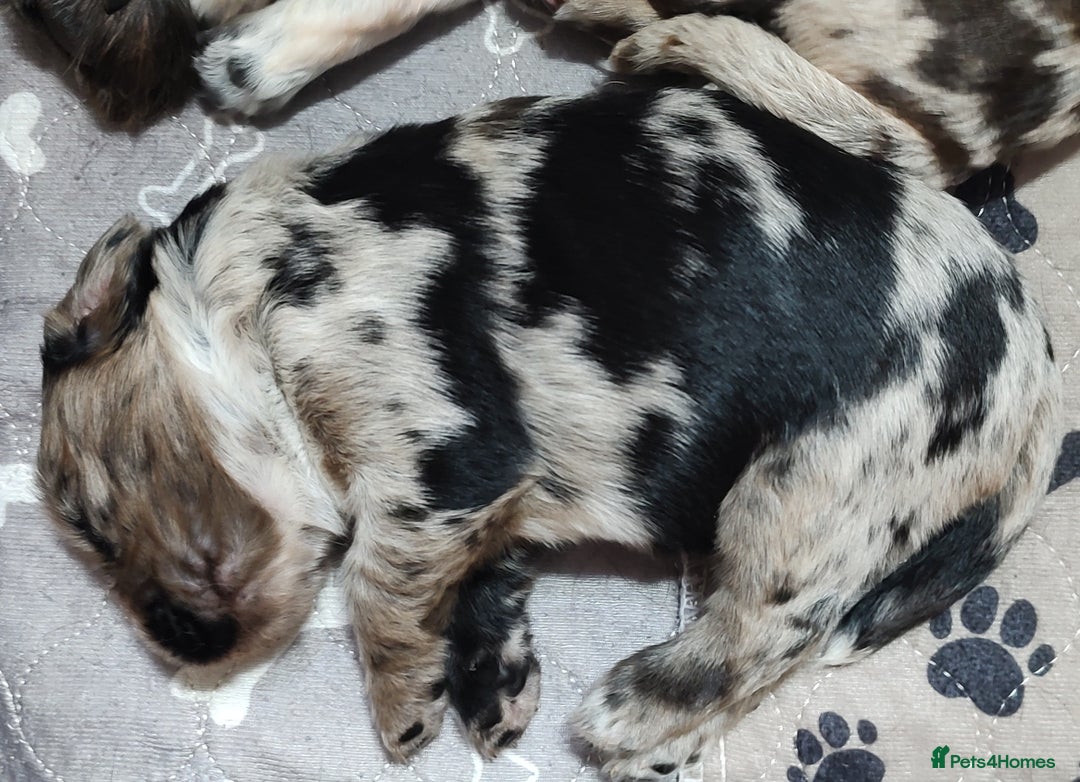 Sprocker dogs for sale: STRIKING SPROCKER SPANIEL PUPPIES  - Image 19