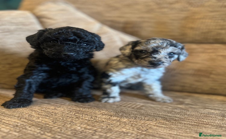 Labradoodle dogs - Advert 1