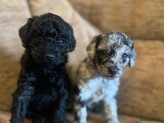 Labradoodle dogs - Advert 3