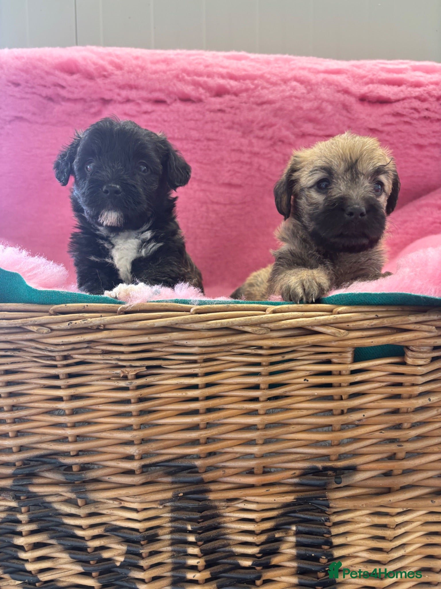 Mixed Breed dogs F1 Cairndoodle Puppies  - Advert 2