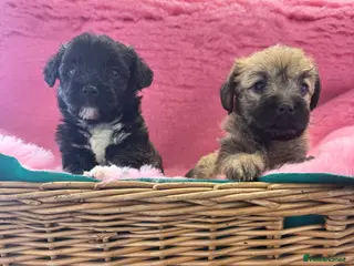 Mixed Breed dogs F1 Cairndoodle Puppies - Advert 1