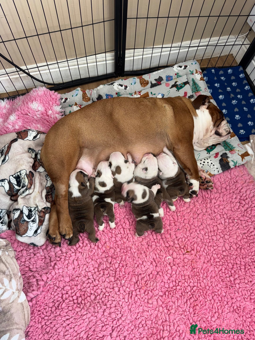 English Bulldog dogs for sale: Stunning English bulldog puppies  - Advert 30