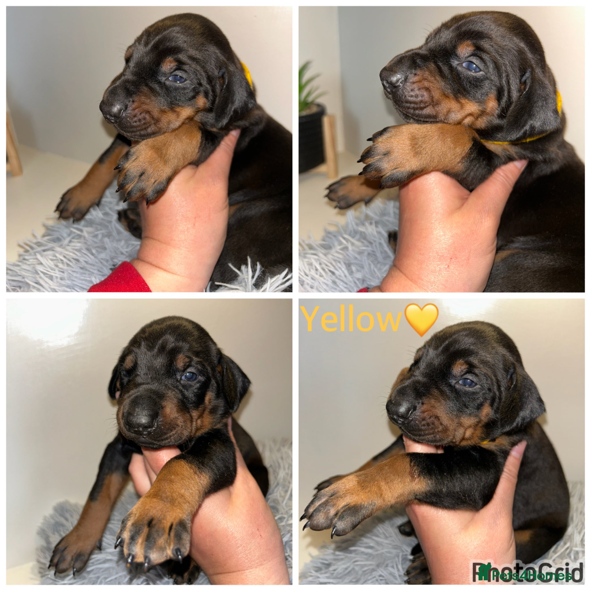 Dobermann dogs 3 week old 5 Dobermann puppies LEFT  - Advert 10