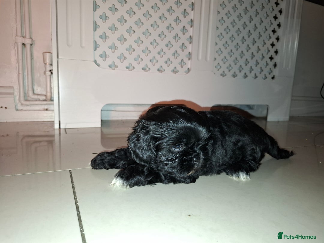 Shih Tzu dogs for sale: Shih tzu pups - Advert 18