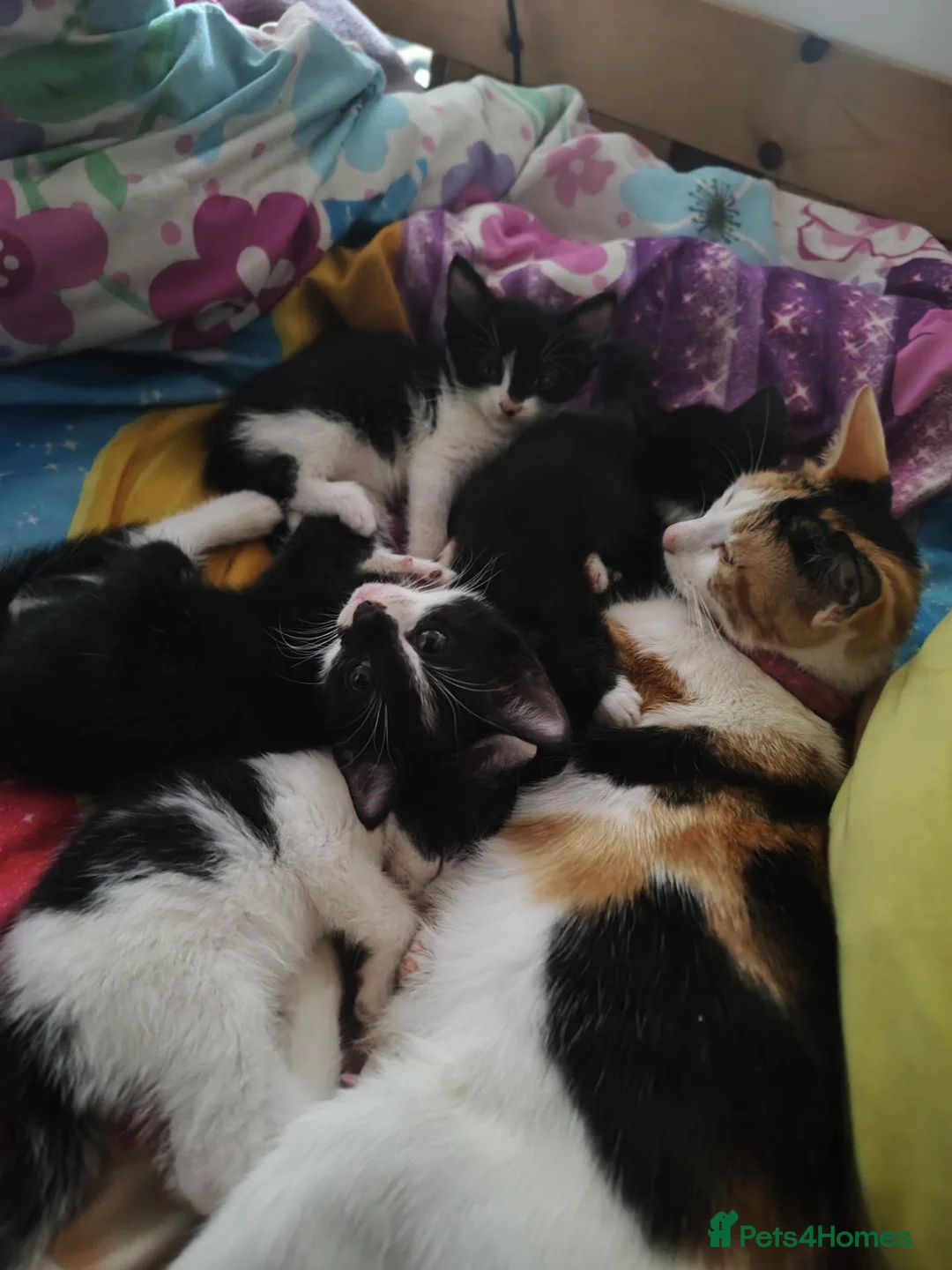 British Shorthair cats for sale: Cat litter of 4 - Advert 1