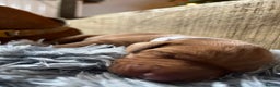 Hungarian Vizsla dogs for sale: 8 stunning Vizsla puppies  - Advert 18