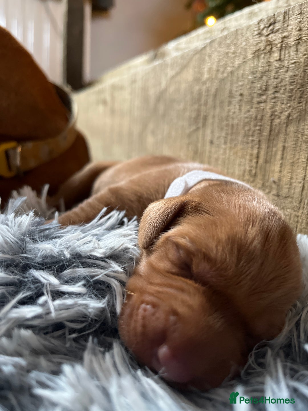 Hungarian Vizsla dogs for sale: 8 stunning Vizsla puppies  - Advert 18