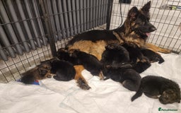 German Shepherd dogs for sale: German Shepherd  - Image 22