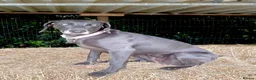 Weimaraner dogs for sale: KC Registered Weimaraner Puppies - Advert 8