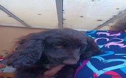 Cocker Spaniel dogs for sale: FULLY VACCINATED AND READY TO LEAVE  - Image 10